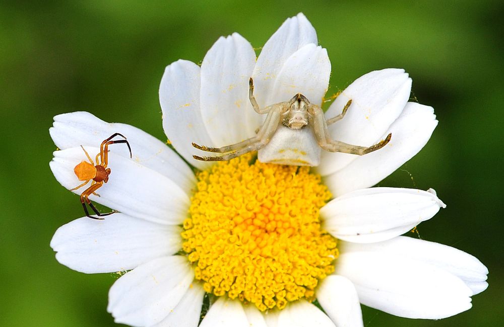 La vita in un fiore